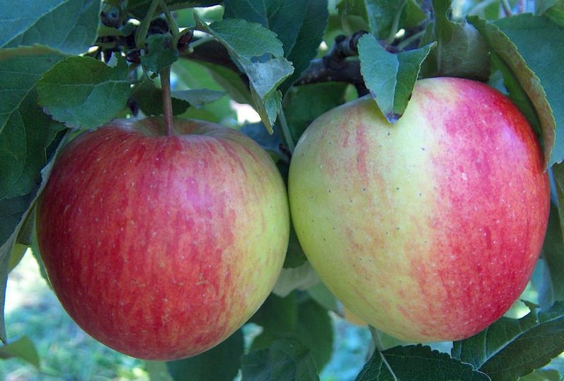 Obstbäume