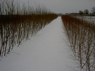 Pflanzen setzen