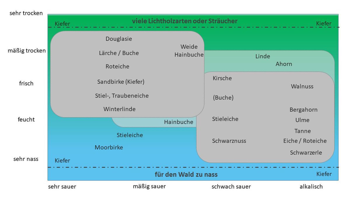 Pflanzenfinder – Übersicht
